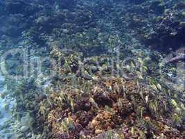 seychelles snorkeling