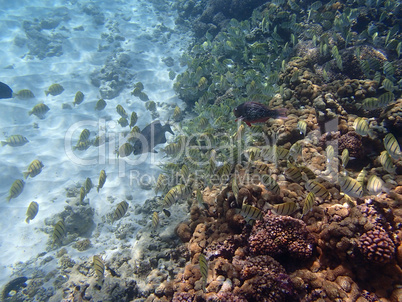 seychelles snorkeling