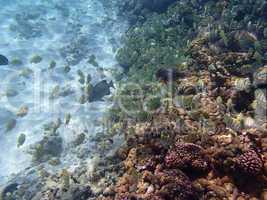 seychelles snorkeling