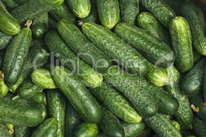 Big pile of fresh green cucumbers