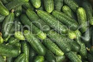 Big pile of fresh green cucumbers
