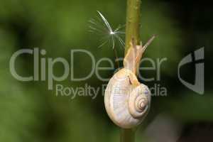 Snail