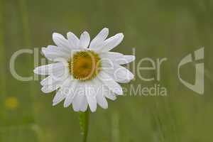 Daisies