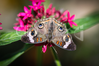 Common Buckeye Junonia Coenia