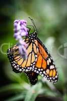 Monarch Danaus Plexippus