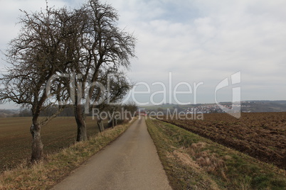 Landscape with road and trees