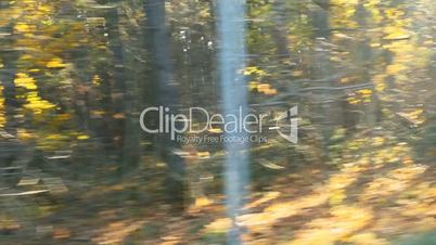 blurred car trip in sunny autumn forest road