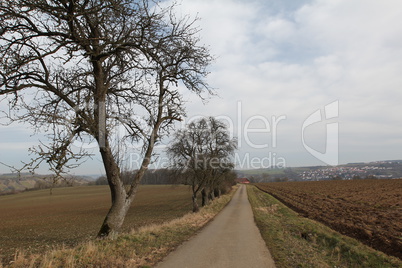 Landscape with road and trees