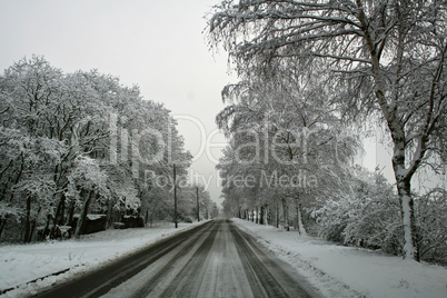 Winter Forest