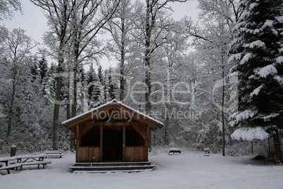 Winter Forest