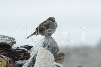 sparrow on the tree with hoarfrost