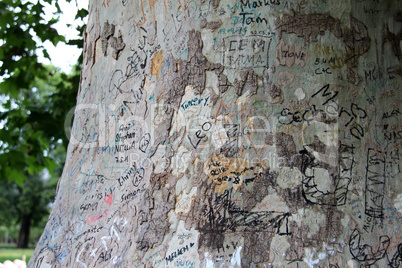 The inscription on the tree