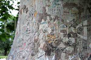 The inscription on the tree