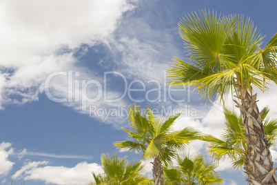 Majestic Tropical Palm Trees Against Blue Sky and Clouds