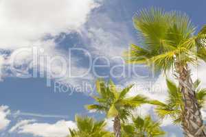 Majestic Tropical Palm Trees Against Blue Sky and Clouds