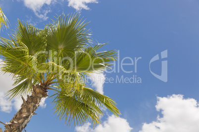 Majestic Tropical Palm Trees Against Blue Sky and Clouds