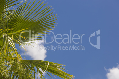 Majestic Tropical Palm Trees Against Blue Sky and Clouds