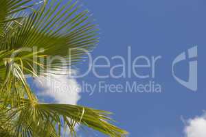 Majestic Tropical Palm Trees Against Blue Sky and Clouds