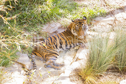 Siberian Tiger Resting in the Cool Stream