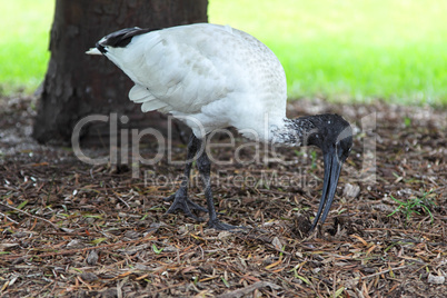 Molukkenibis (Threskiornis molucca)