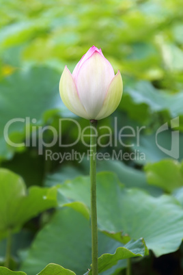 Indische Lotosblume (Nelumbo nucifera)