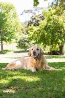 Cute golden retriever in the park