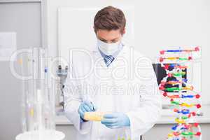 Scientist examining corn with gloves and protective mask