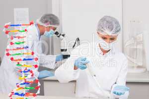Scientist working with petri dish and another with microscope