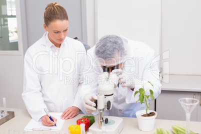 Scientist examining peppers with microscope while colleague writ