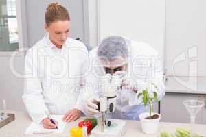 Scientist examining peppers with microscope while colleague writ