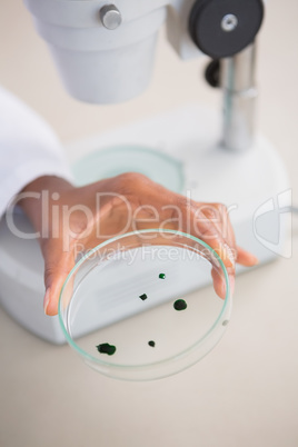 Scientist examining petri dish