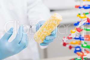 Biologist examining corn with syringe