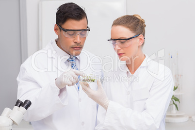 Scientists holding a petri dish with tests of plants