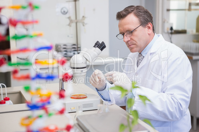 Scientist examining petri dish with microscope