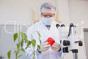 Food scientist looking at red pepper