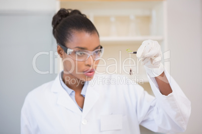 Scientist looking at sprouts