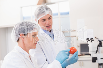 Scientists examining attentively tomato