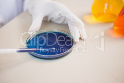 Scientist examining petri dish