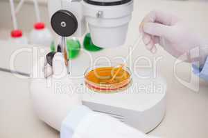 Scientist examining petri dish with microscope