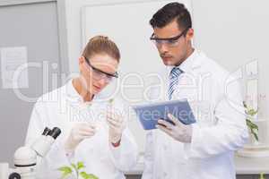 Scientists examining leaf of plants