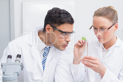 Scientists examining a leaf