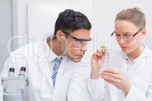 Scientists examining a leaf