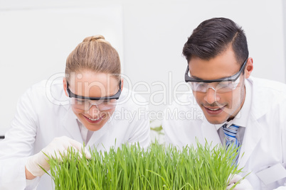 Scientists examining plants