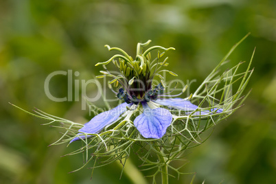 Nigella damascena