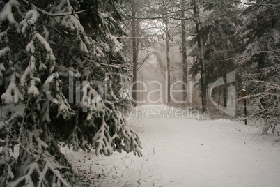 Winter Forest