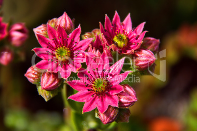 Sempervivum flower