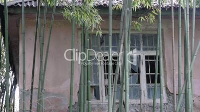 Abandoned Building in Bamboo