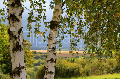 Birch foliage / Leaves of birch in forest