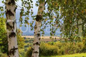 Birch foliage / Leaves of birch in forest