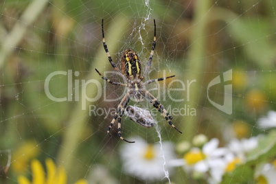 Argiope bruennichi